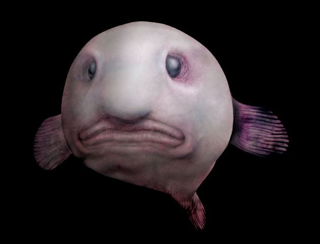 blobfish2.jpg