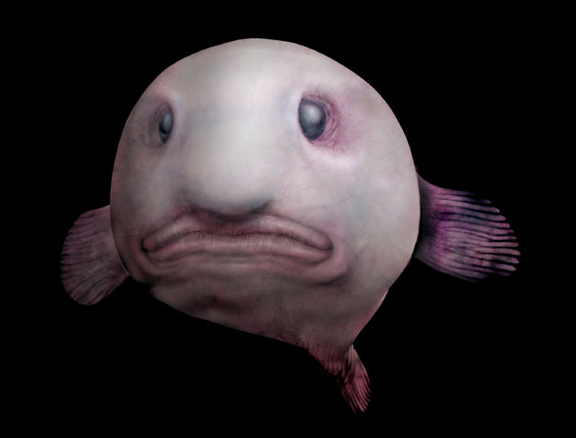 The Blobfish's blob-like appearance is the result of decompression damage.  : r/Damnthatsinteresting