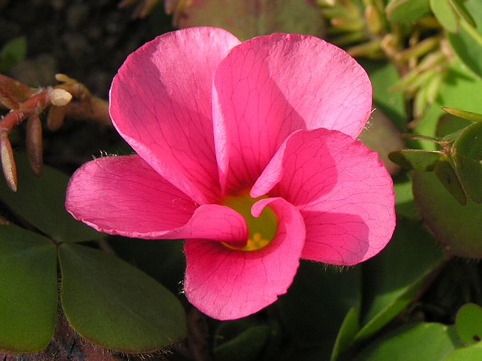 ILUX